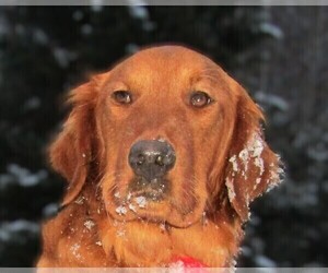 Mother of the Golden Retriever puppies born on 05/27/2026