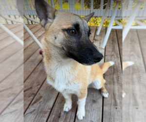 Mutt Dogs for adoption in Anchorage, AK, USA