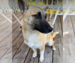 Small Mutt