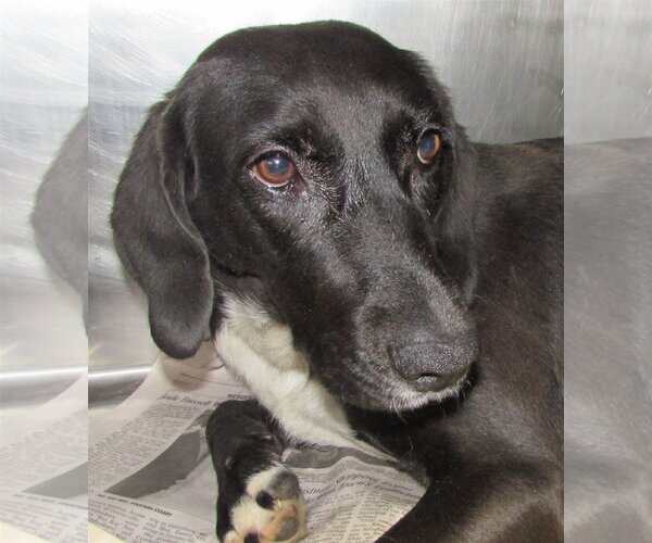 Medium Photo #3 Labrador Retriever-Unknown Mix Puppy For Sale in Rockaway, NJ, USA