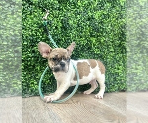 French Bulldog Puppy for sale in DENVER, CO, USA