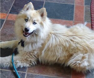Huskies -Pomeranian Mix Dogs for adoption in Cuba, NY, USA