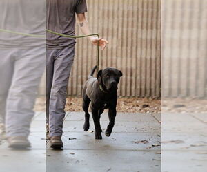 Mastiff Dogs for adoption in Belleville, IL, USA