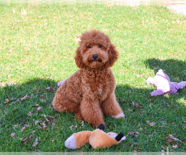 Medium Photo #2 Goldendoodle Puppy For Sale in SYRACUSE, IN, USA