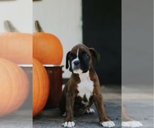 Boxer Puppy for sale in ABBEVILLE, SC, USA