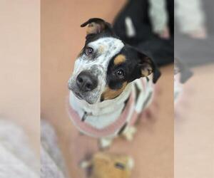 Mutt Dogs for adoption in Center Township, PA, USA