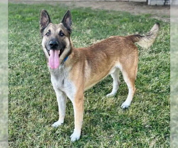 Medium Photo #2 German Shepherd Dog Puppy For Sale in Riverside, CA, USA