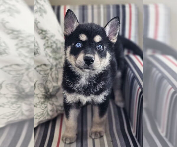 Medium Photo #2 Siberian Husky-Unknown Mix Puppy For Sale in McKinney, TX, USA