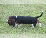 Small #9 Basset Hound