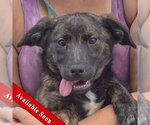 Small Australian Shepherd Mix