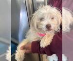 Small Maltipoo (Miniature)