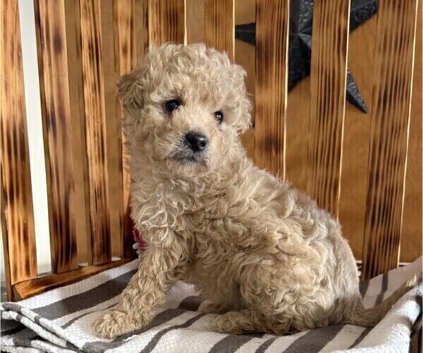 Medium Photo #1 Poodle (Miniature) Puppy For Sale in CURTISS, WI, USA
