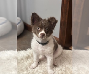 Chihuahua Puppy for sale in WEBSTER, NY, USA