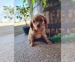 Small Photo #2 Cavalier King Charles Spaniel Puppy For Sale in GREENWOOD, WI, USA