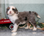 Small #1 Bernedoodle (Miniature)