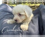 Small Photo #29 Havachon Puppy For Sale in NIANGUA, MO, USA