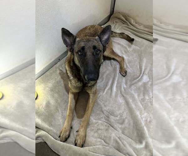 Medium Photo #7 Mutt Puppy For Sale in Imlay City, MI, USA