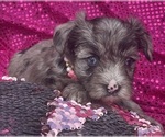 Small Photo #17 Yorkshire Terrier Puppy For Sale in MIAMI, FL, USA