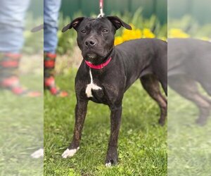 American Pit Bull Terrier-Unknown Mix Dogs for adoption in Batavia, NY, USA