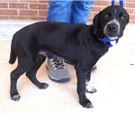 Small #1 Border Collie Mix
