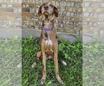Small #9 Doberman Pinscher-Great Dane Mix