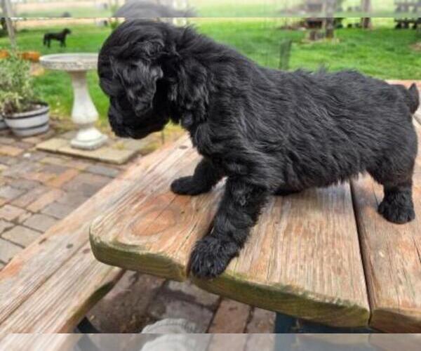 Medium Photo #2 Goldendoodle Puppy For Sale in LEON, KS, USA