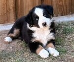 Puppy OAK Miniature Australian Shepherd