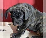 Small Photo #28 Cane Corso Puppy For Sale in COTTAGE GROVE, OR, USA