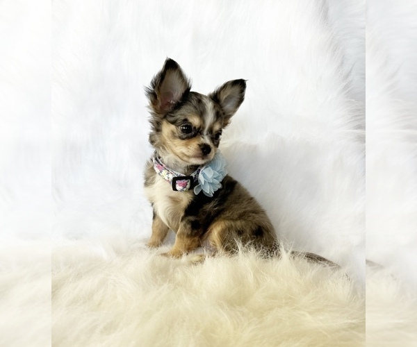 Medium Photo #6 Chihuahua Puppy For Sale in SACRAMENTO, CA, USA