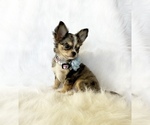Small #5 Chihuahua