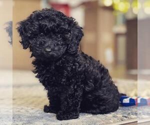 Pom-A-Poo-Shih-Poo Mix Puppy for sale in IRONDEQUOIT, NY, USA