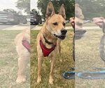 Small #3 Chow Chow-German Shepherd Dog Mix