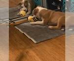 Small #3 American Pit Bull Terrier