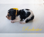 Puppy Rochester Basset Hound