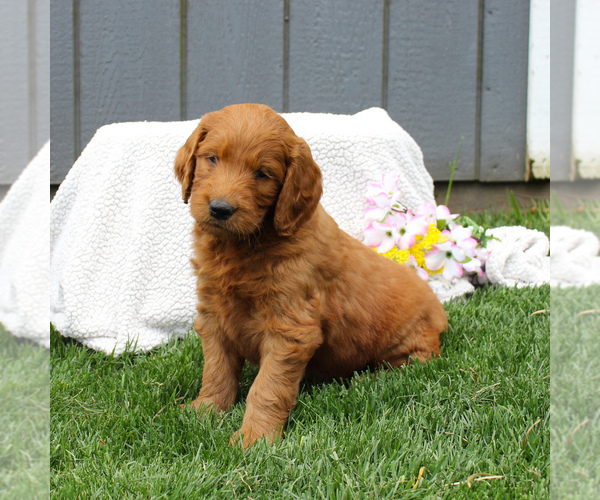 Medium Photo #7 Goldendoodle-Poodle (Standard) Mix Puppy For Sale in EAST EARL, PA, USA