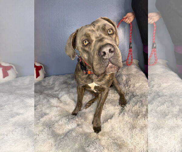 Medium Photo #9 Mutt Puppy For Sale in Goodyear, AZ, USA