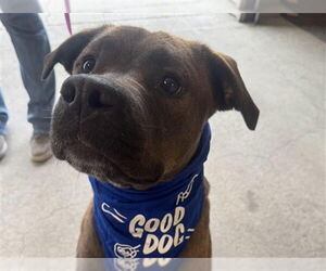 American Pit Bull Terrier-Unknown Mix Dogs for adoption in Anchorage, AK, USA