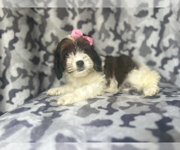 Medium Photo #4 Cock-A-Poo Puppy For Sale in LAKELAND, FL, USA