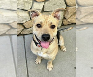 German Shepherd Dog-Unknown Mix Dogs for adoption in Sacramento, CA, USA