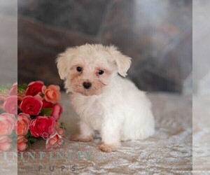 Maltese Puppy for sale in MILL HALL, PA, USA