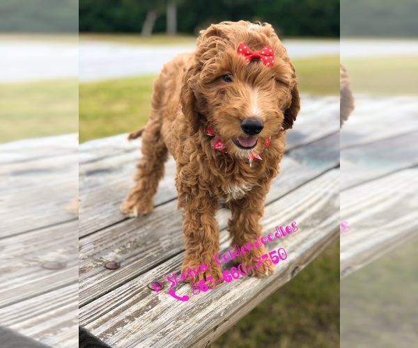 Medium Photo #6 Goldendoodle Puppy For Sale in KISSIMMEE, FL, USA