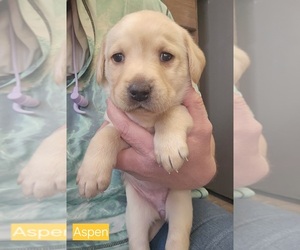 Labrador Retriever Puppy for sale in IOWA FALLS, IA, USA