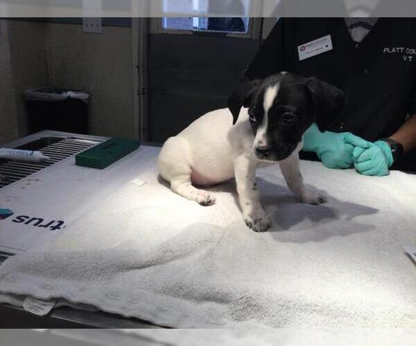 Medium Photo #1 Mutt Puppy For Sale in Riverside, CA, USA
