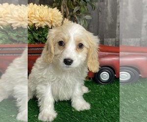 Cavachon Puppy for sale in CANOGA, NY, USA