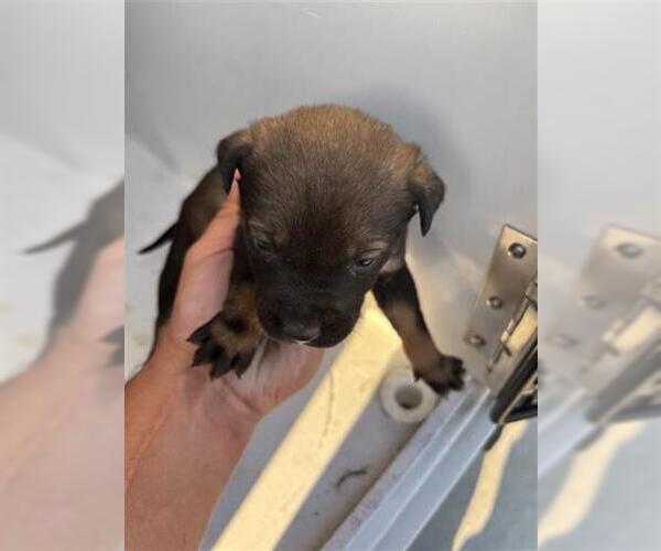 Medium Photo #1 Labsky Puppy For Sale in Houston, TX, USA