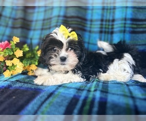 Zuchon Puppy for sale in LAKELAND, FL, USA