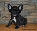 Small Photo #2 French Bulldog Puppy For Sale in CHANDLER, AZ, USA
