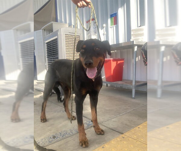 Medium Photo #1 Doberman Pinscher Puppy For Sale in Bakersfield, CA, USA