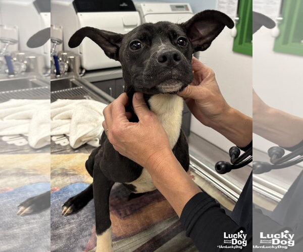 Medium Photo #1 Boston Terrier-Unknown Mix Puppy For Sale in Washington, DC, USA