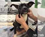 Small Boston Terrier Mix